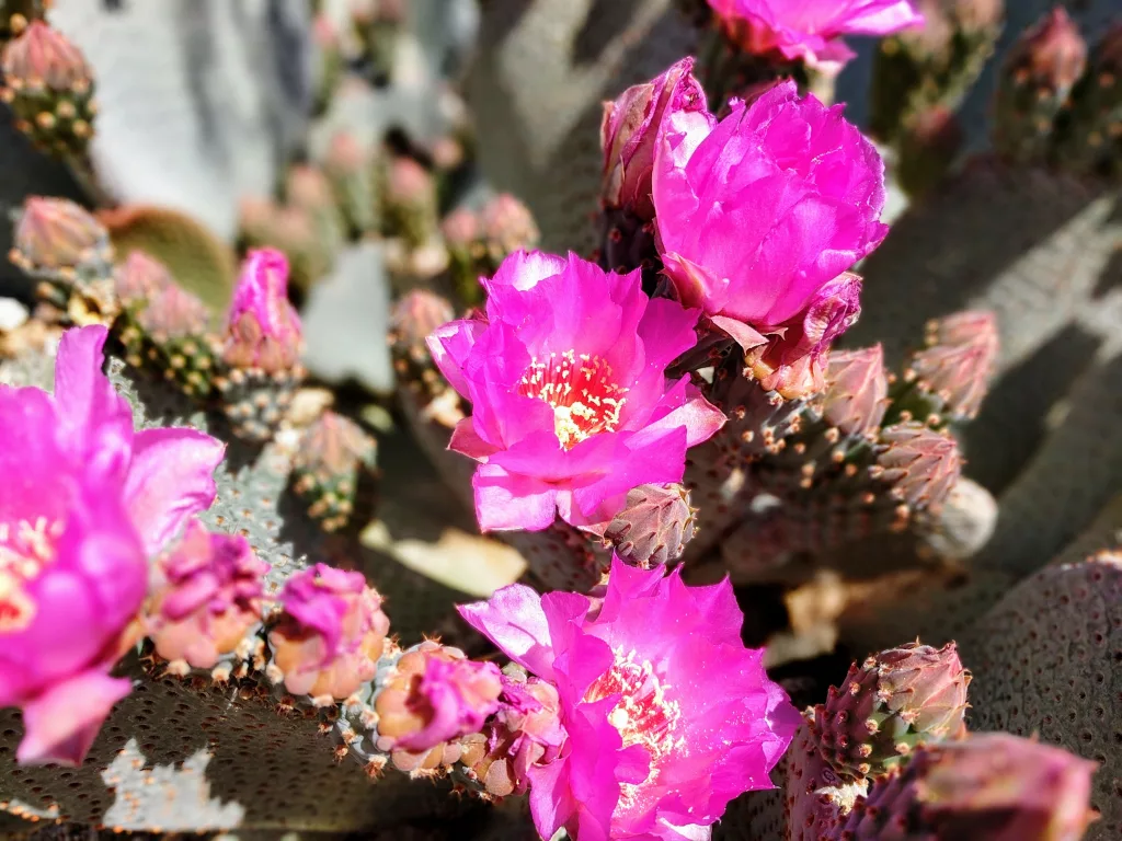 joshua tree wildflowers 2023