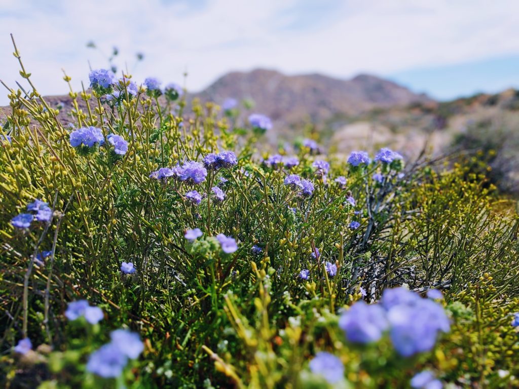 joshua tree flowers 2023