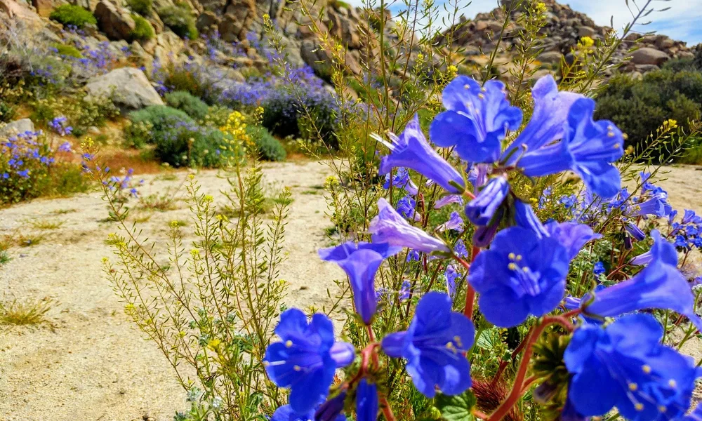 Joshua Tree National Park Wildflower Bloom 2023: When and Where to See the Flowers