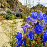 Joshua Tree National Park Wildflower Bloom 2023: When and Where to See the Flowers