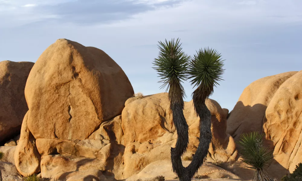 common rocks in joshua tree national park