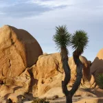 common rocks in joshua tree national park