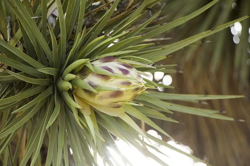 joshua tree bud