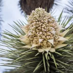 how often do joshua trees bloom?