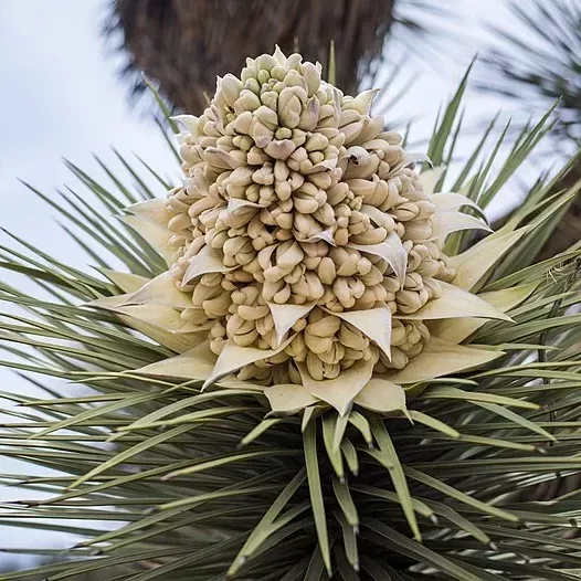 how often do joshua trees bloom?