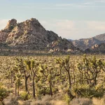 three interesting facts about the joshua tree