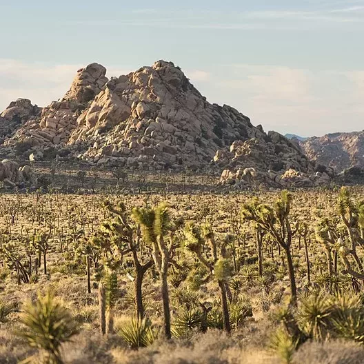 three interesting facts about the joshua tree