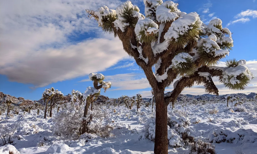 best month to visit joshua tree