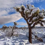 best month to visit joshua tree