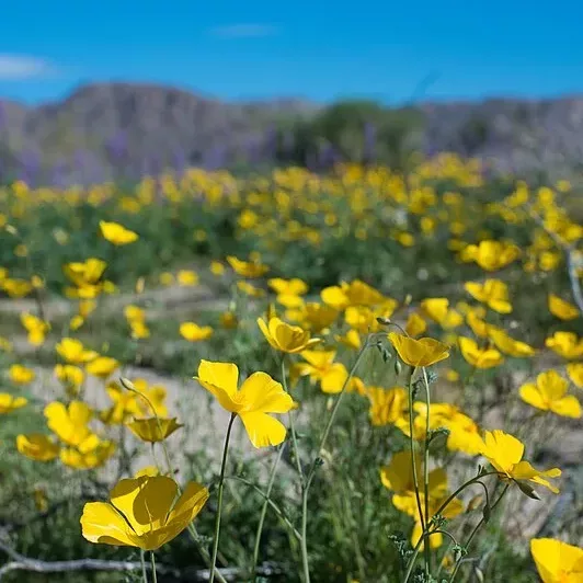 spring bloom in the mojave desert