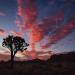 why is joshua tree so healing?