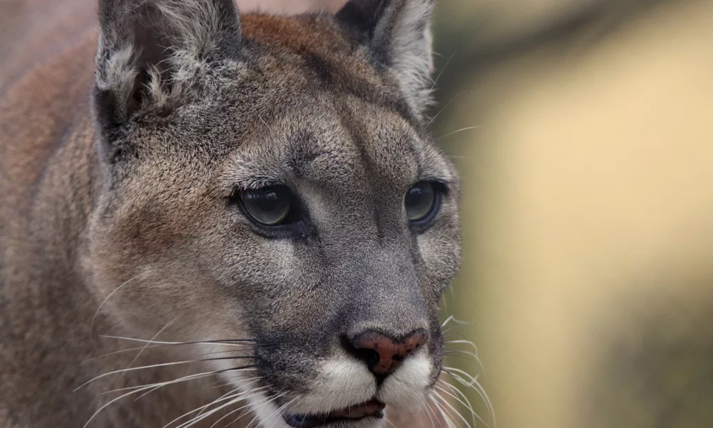 The Top 4 Predators in Joshua Tree National Park