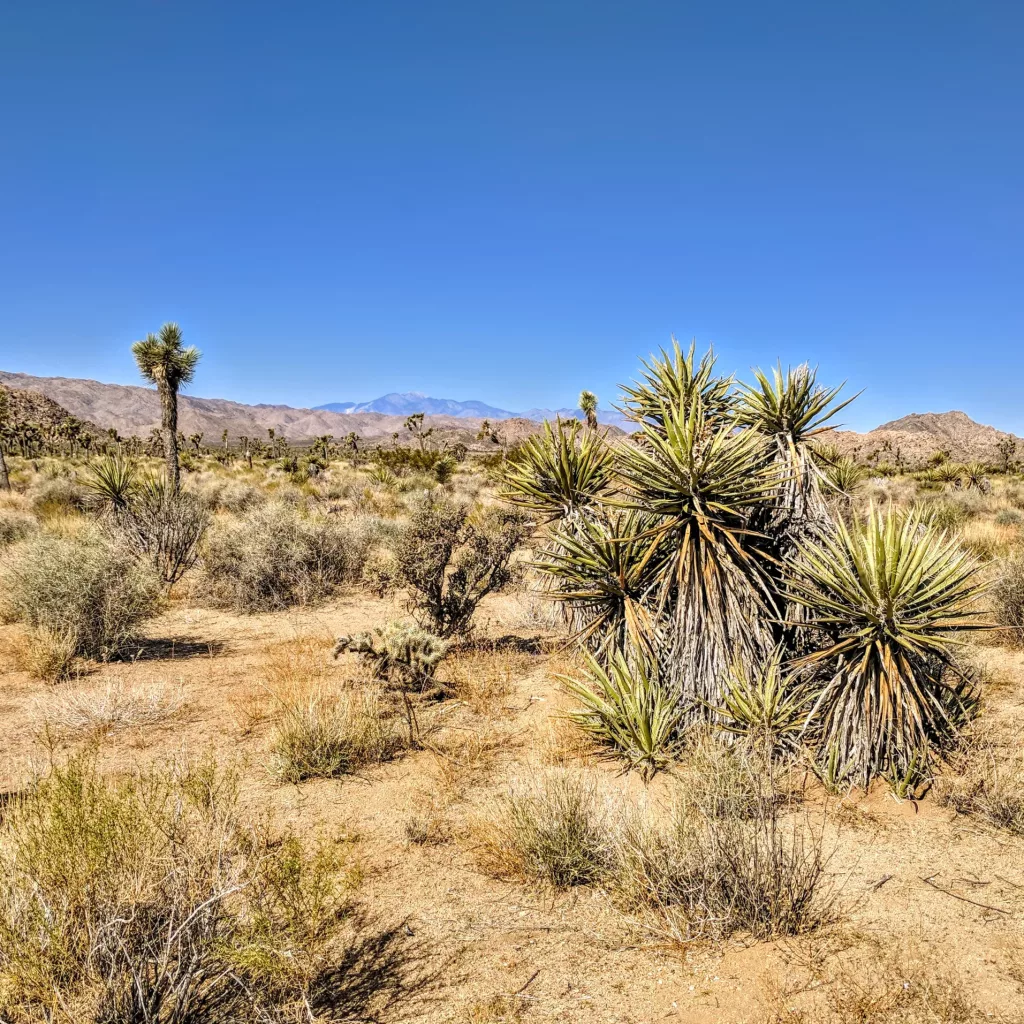 joshua tree national park