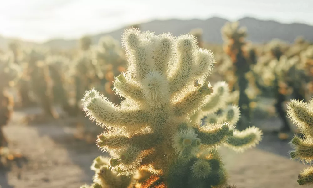 Golden-hour photo of a cholla cactus in Joshua Tree National Park, showcasing the spiky silhouette against a colorful sunset sky