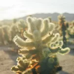 Golden-hour photo of a cholla cactus in Joshua Tree National Park, showcasing the spiky silhouette against a colorful sunset sky